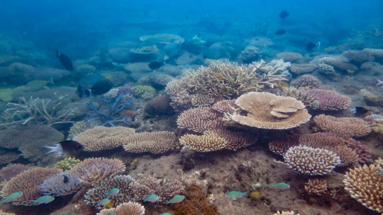 Coral Reef Underwater Sea Habitat Picture