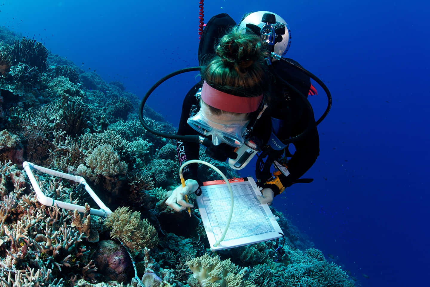 Korallrevsvattenskutsdykarehavsforskningsbild