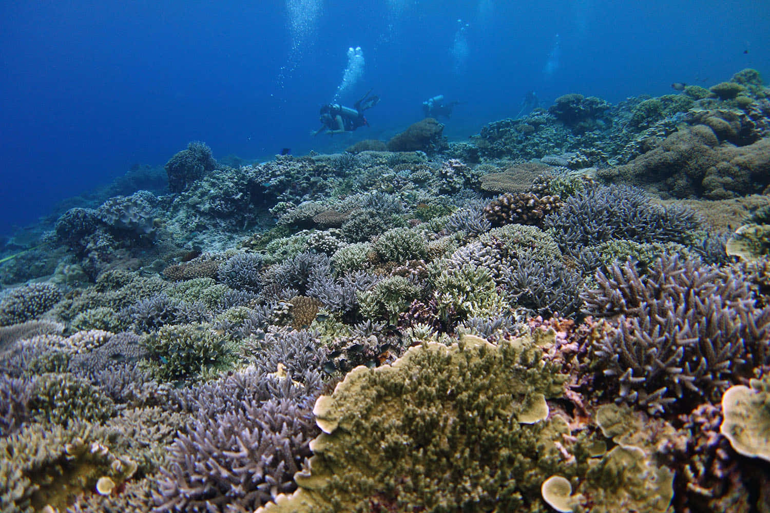 Imagende Fotografía De Un Arrecife De Coral En El Océano Sulu.