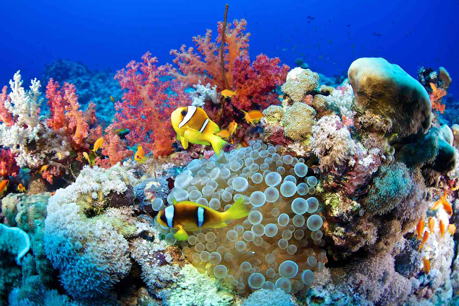 Imagensubmarina De Arrecife De Coral En El Mar Rojo.