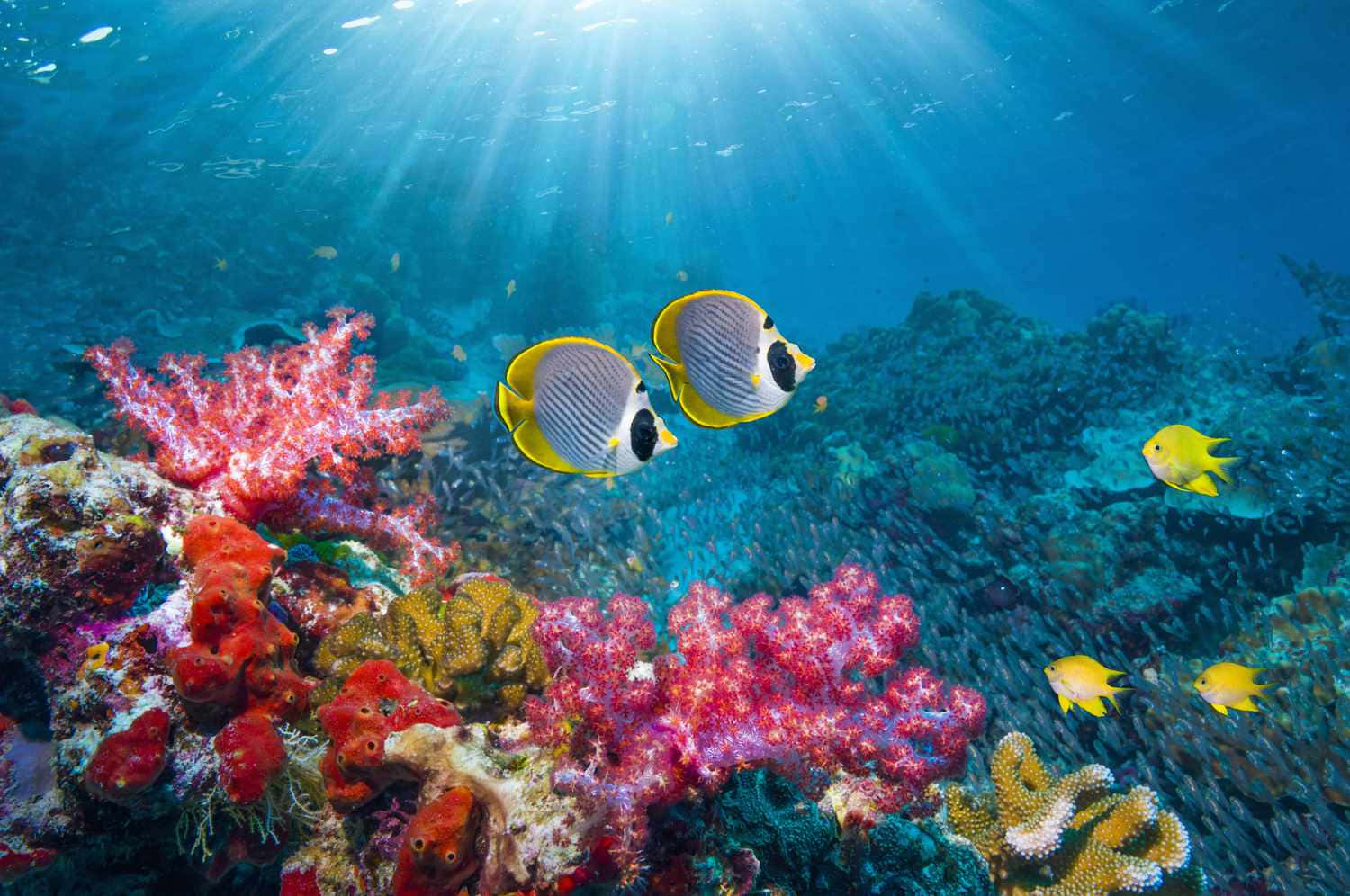 Coral Reef Panda Butterflyfish Ocean Picture
