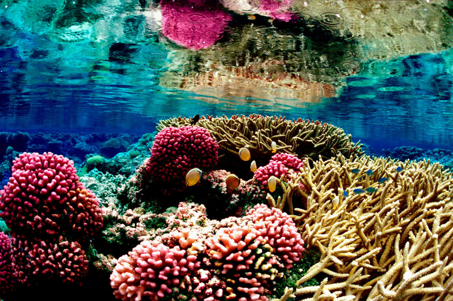 Coral Reef Fuchsia Ocean Photography Picture
