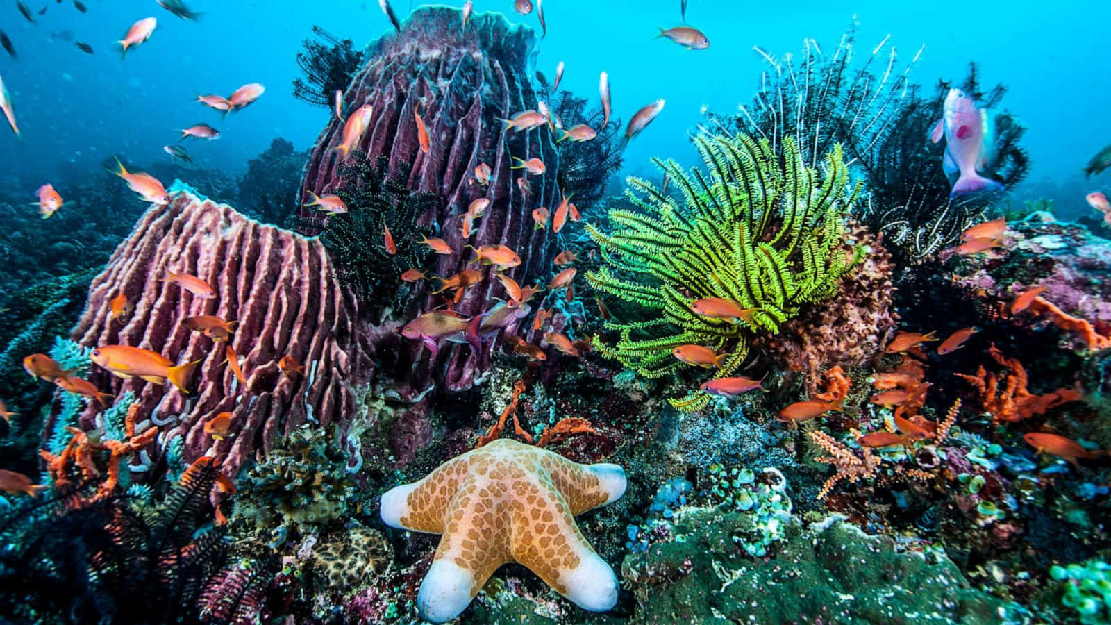 Imagende Vida Marina Bajo El Mar, Con Arrecife De Coral Y Estrella De Mar.