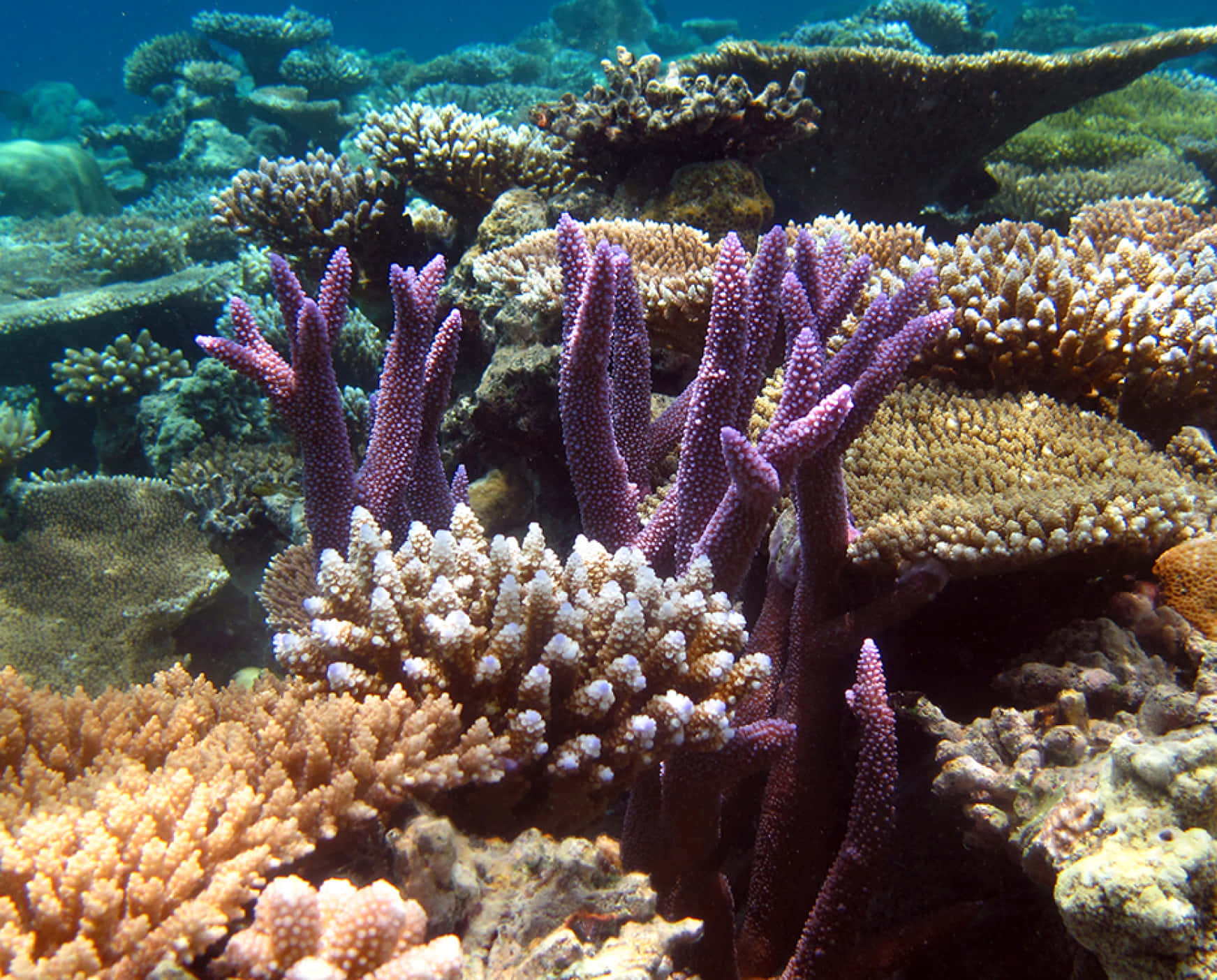 Vibrant Underwater Splendor in a Coral Reef