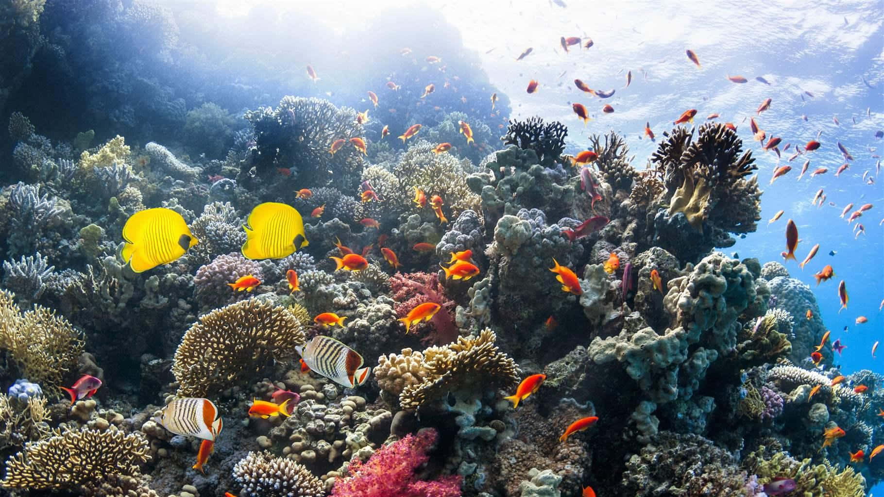 Immaginesottomarina Di Un Reef Corallino Con Pesci Gialli E Arancioni.