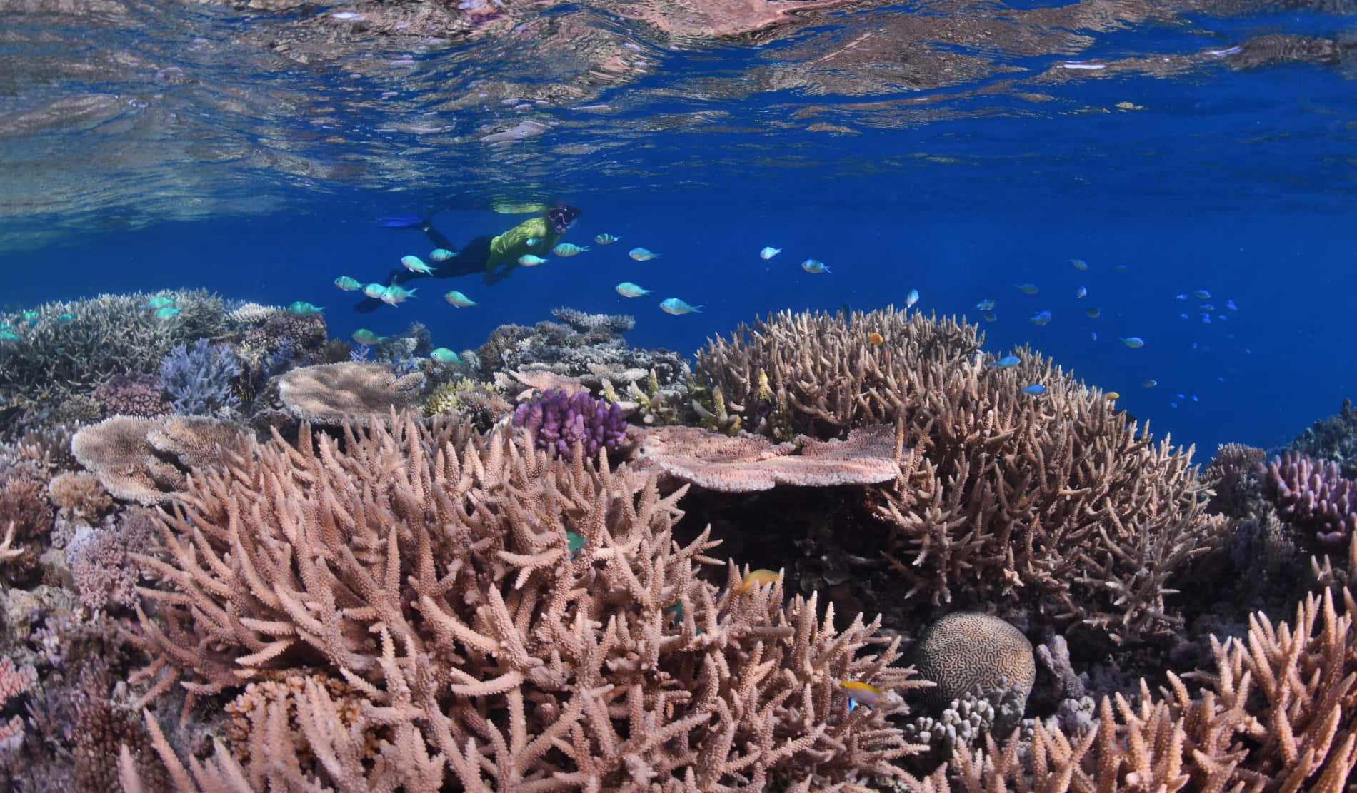 Imagende Un Arrecife De Coral En La Gran Barrera Secreta Del Mar.