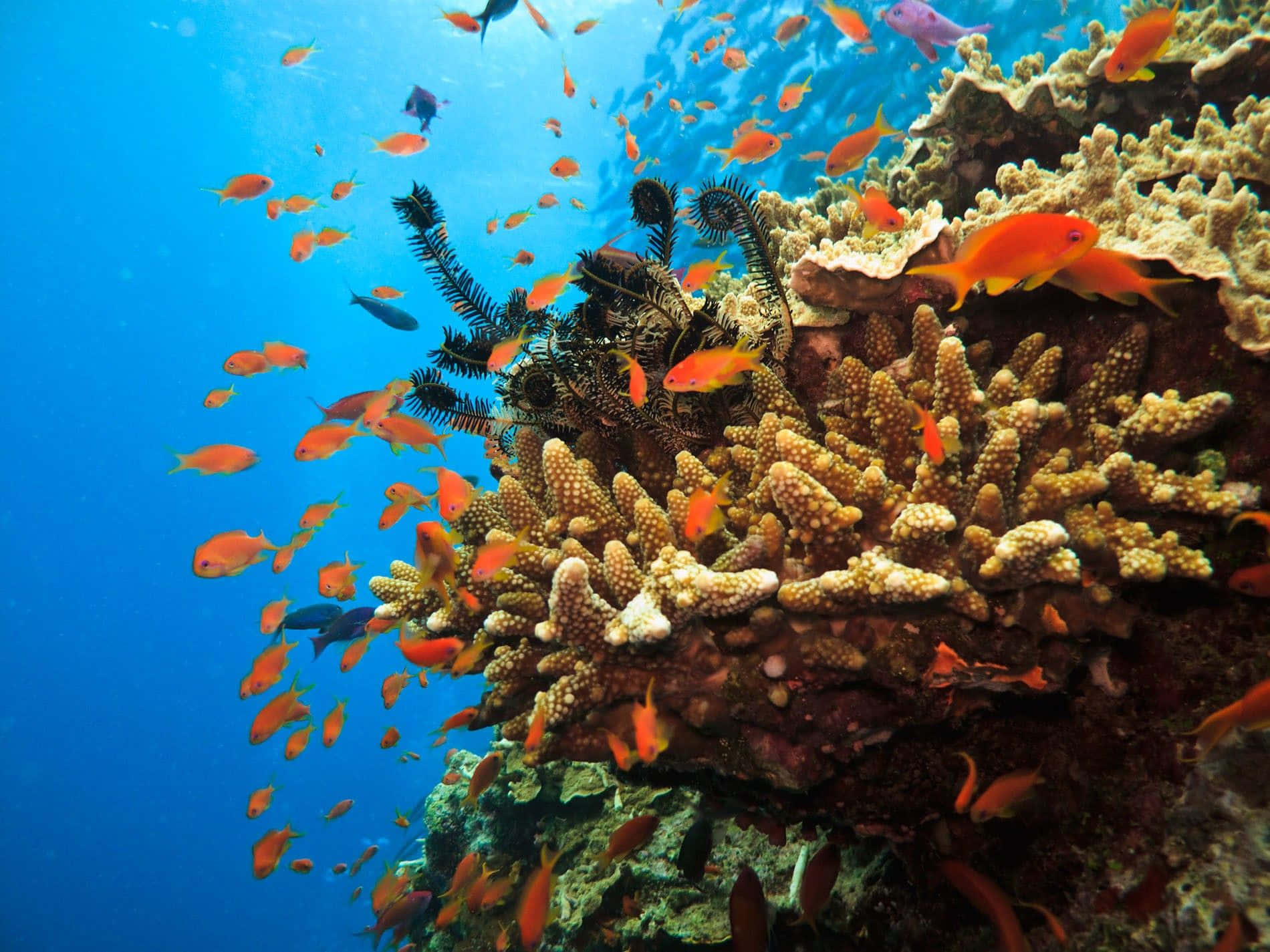 Immaginedell'oceano Con Un Rettile Di Corallo E Pesci Arancioni Luminosi.