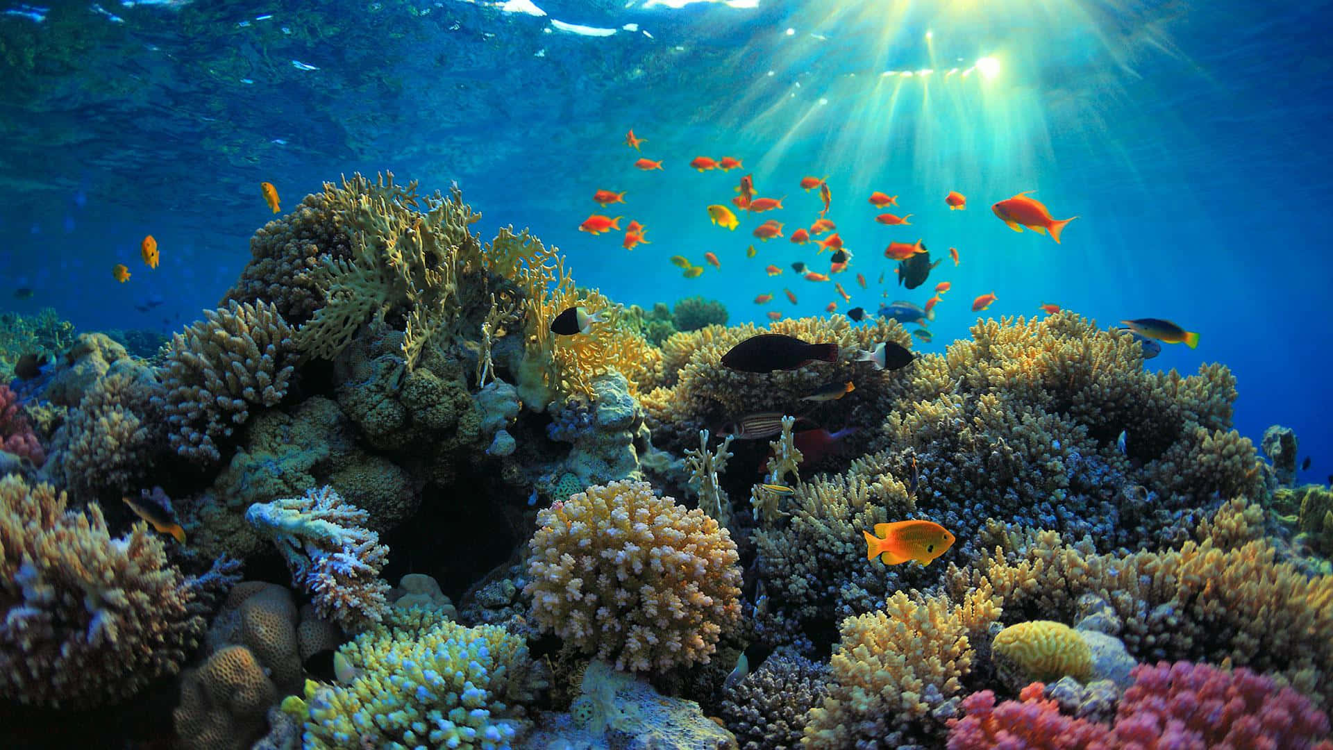Korallrevsbildenfrån Naturreservatet Ras Mohamed.