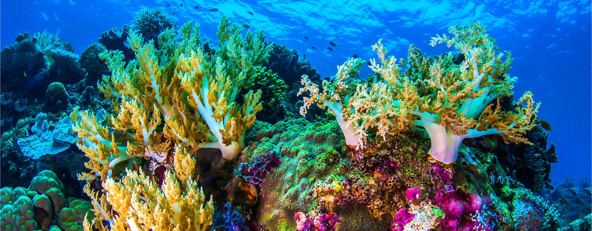 Korallrevundervattensskapelser Australien Bild.