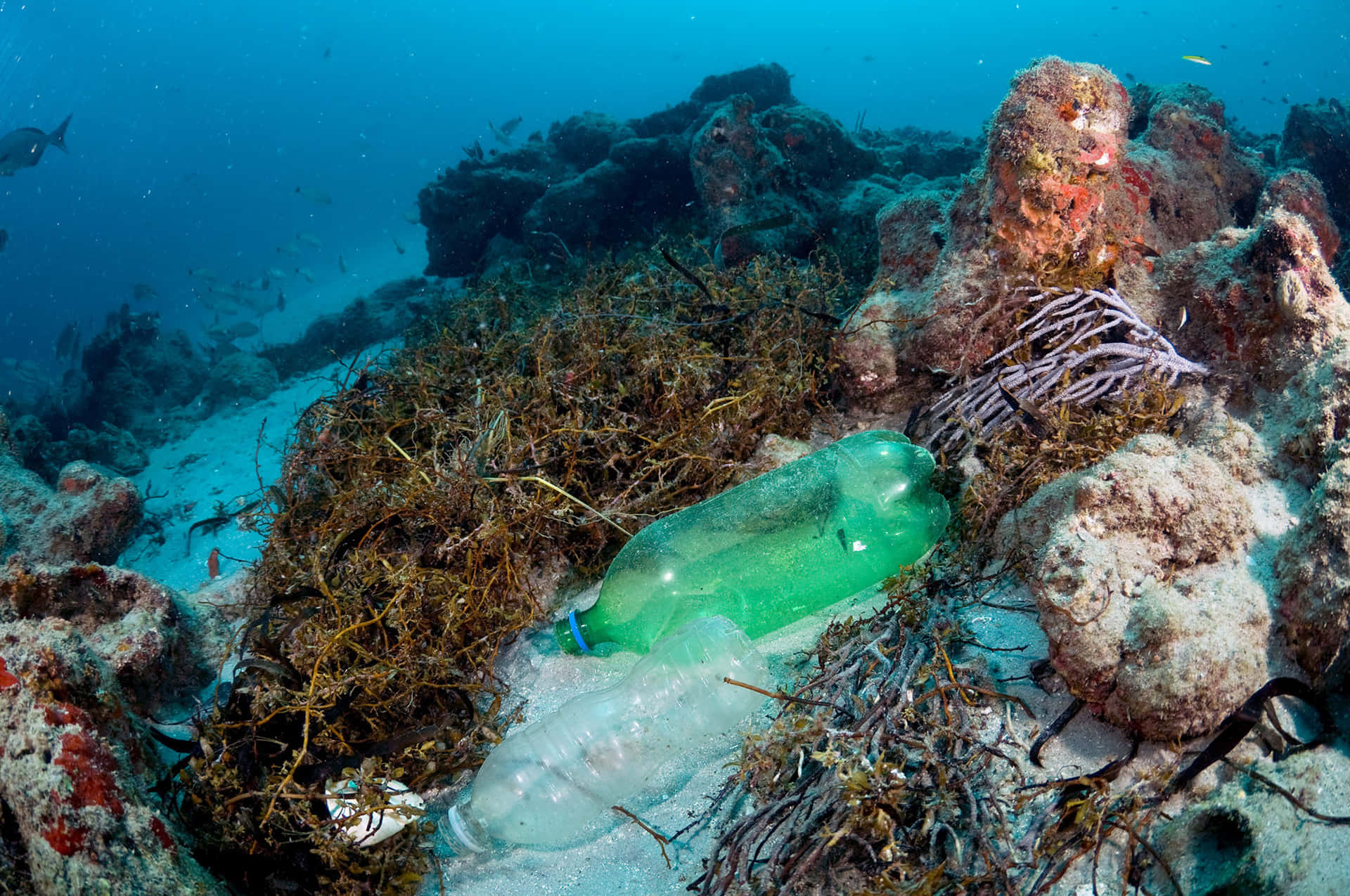 Imagende Un Arrecife De Coral Con Un Pulpo Sepia En El Océano Submarino.