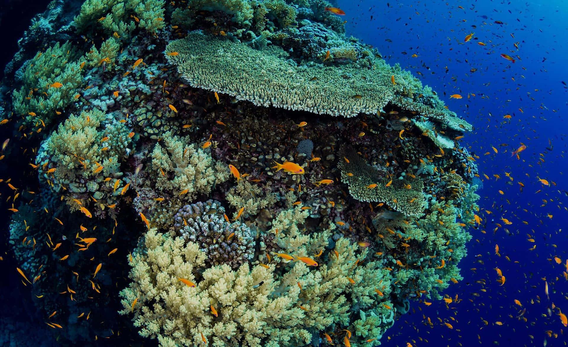 Imagende Un Arrecife De Coral Con Pequeños Peces Naranjas En El Océano.
