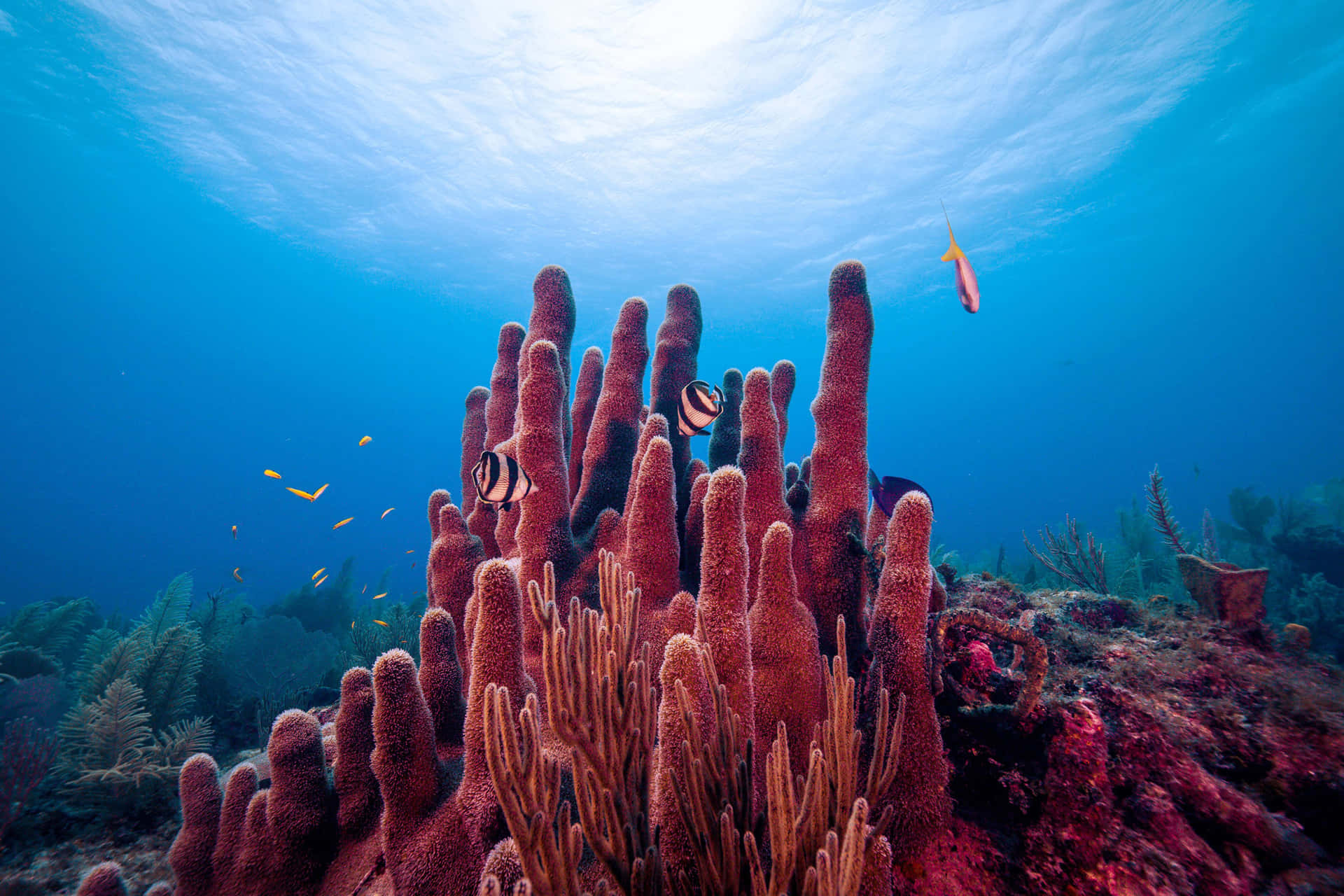 Korallrevsbildfrån Los Jardines De La Reina.