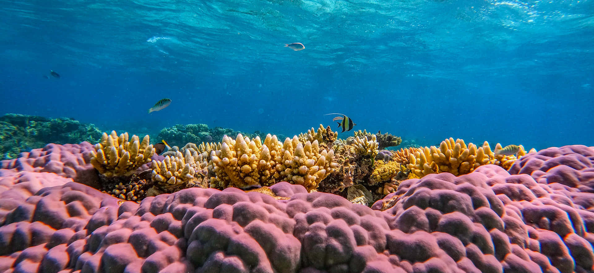 Imagende Arrecife De Coral Con Plantas Marinas De Color Púrpura.