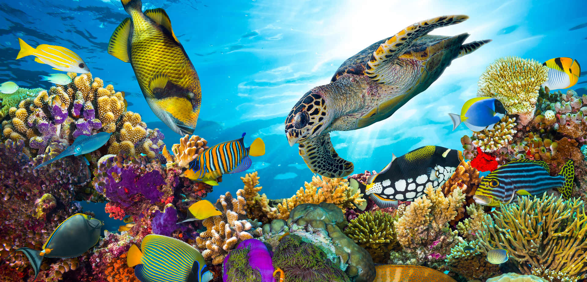 Imagende Tortuga Marina Y Peces En Arrecife De Coral