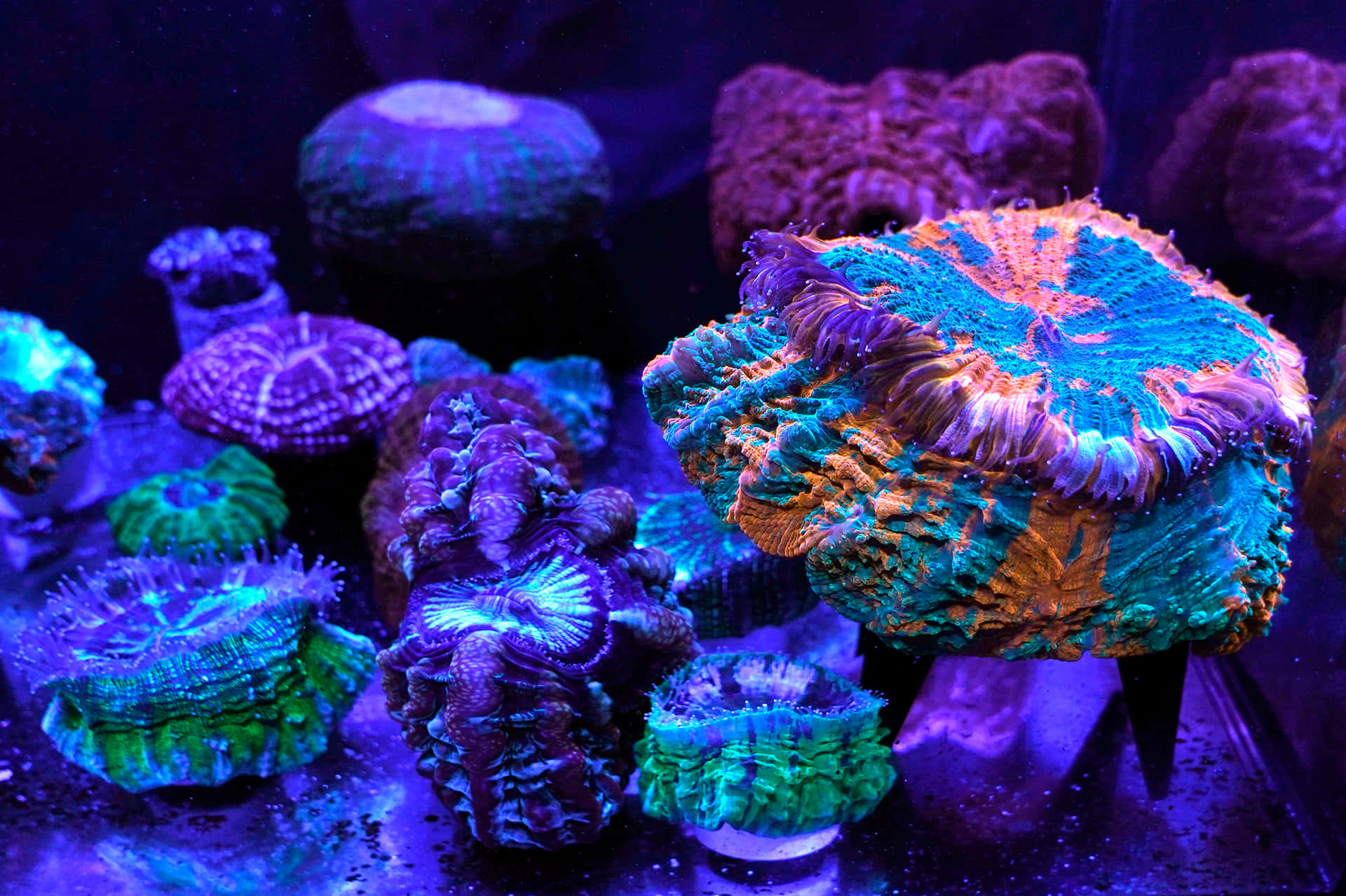 Coral Reef Neon Purple Anemone Ocean Picture