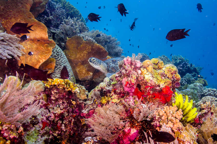 Imagendel Arrecife De Coral De La Isla Balicasag