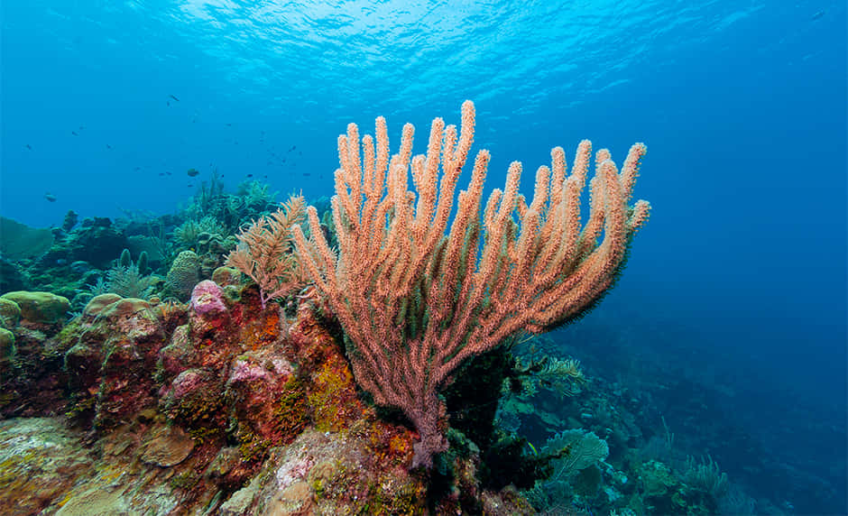 Korallrevgorgonianhavsstång Honduras Bild