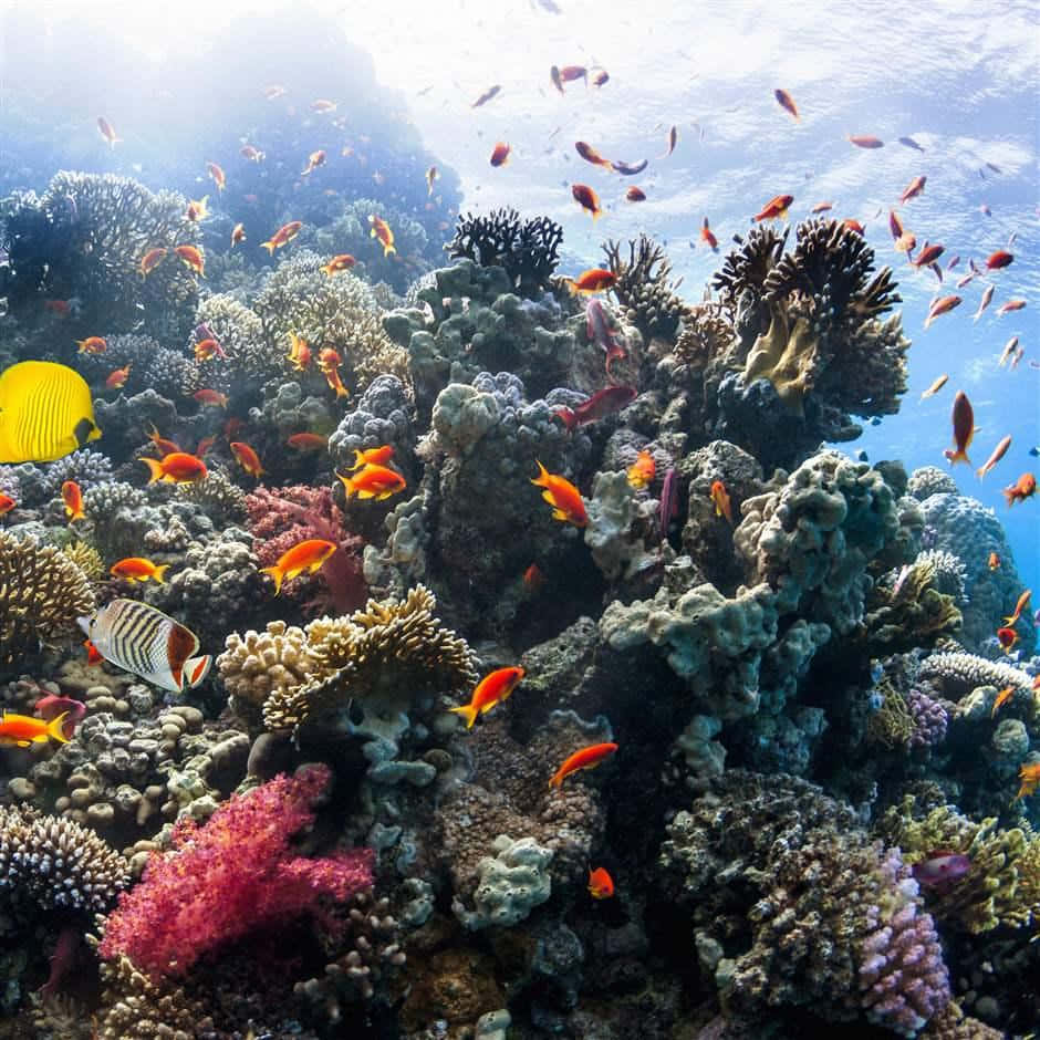 Korallrevfrisk Havsbild Som Bakgrundsbild