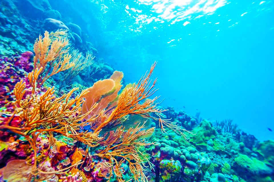 Imagendel Arrecife De Coral Frente A La Costa De Hollywood, Florida