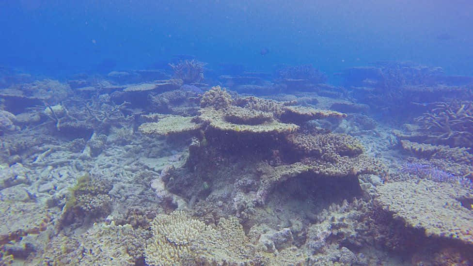 Imagendel Daño En El Gran Arrecife De Coral Barrier