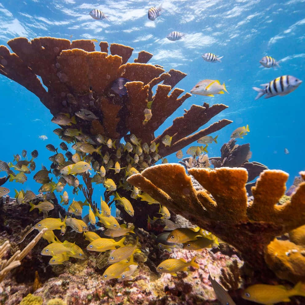 Korallrevtropiska Varelser Dyster Bakgrundsbild.