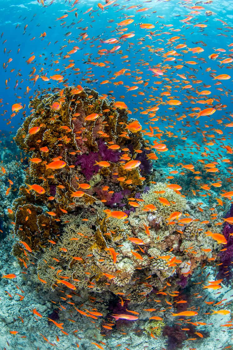 Immaginedi Una Barriera Corallina Con Pesci Arancioni E Ricci Di Mare Viola.