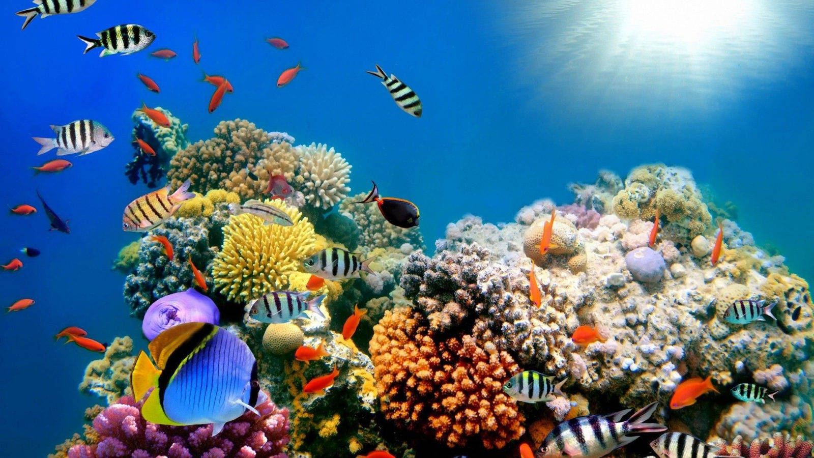 Korallrevplasthav Wallpaper