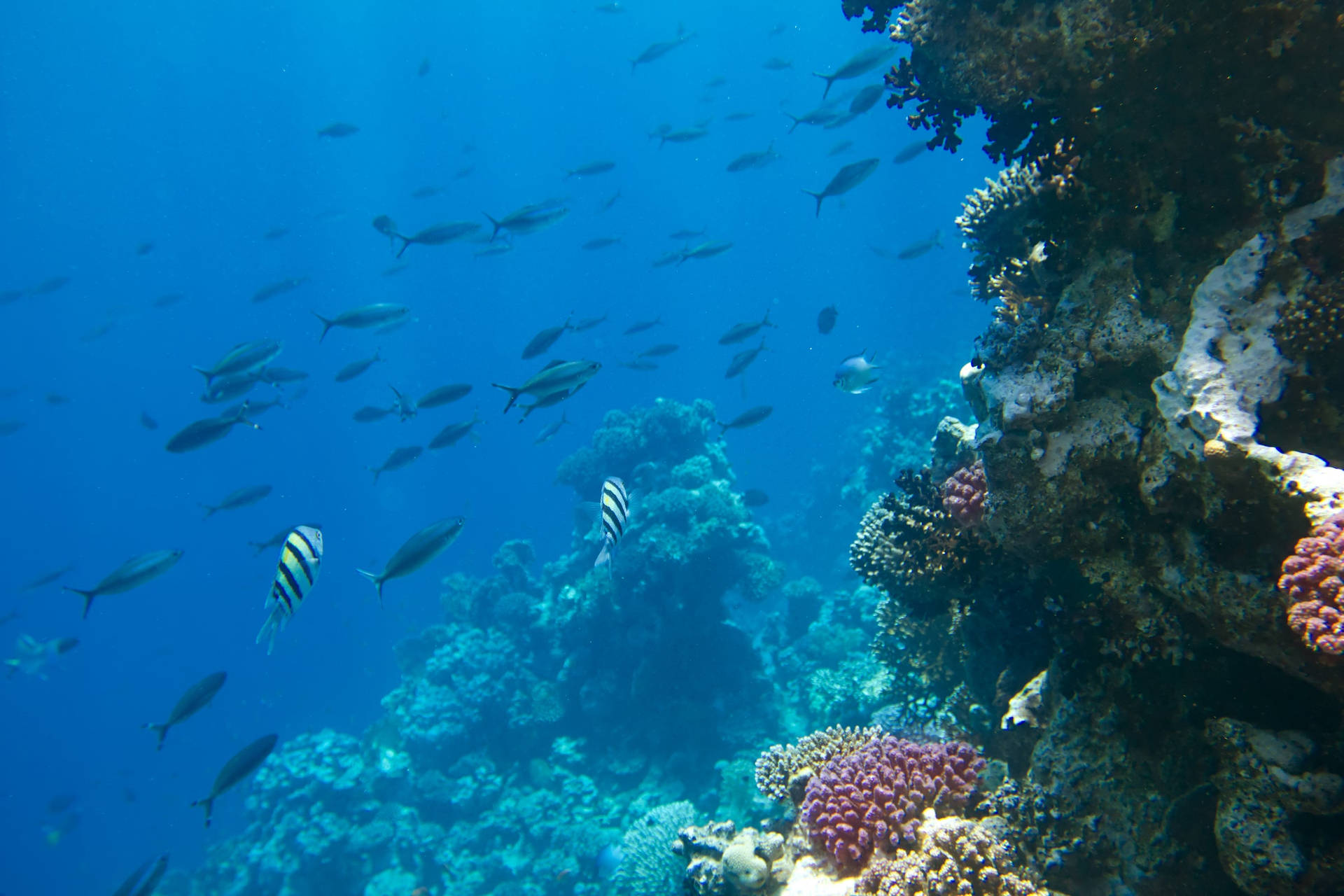 Coral Reef Ras Mohamed Nature Reserve Wallpaper