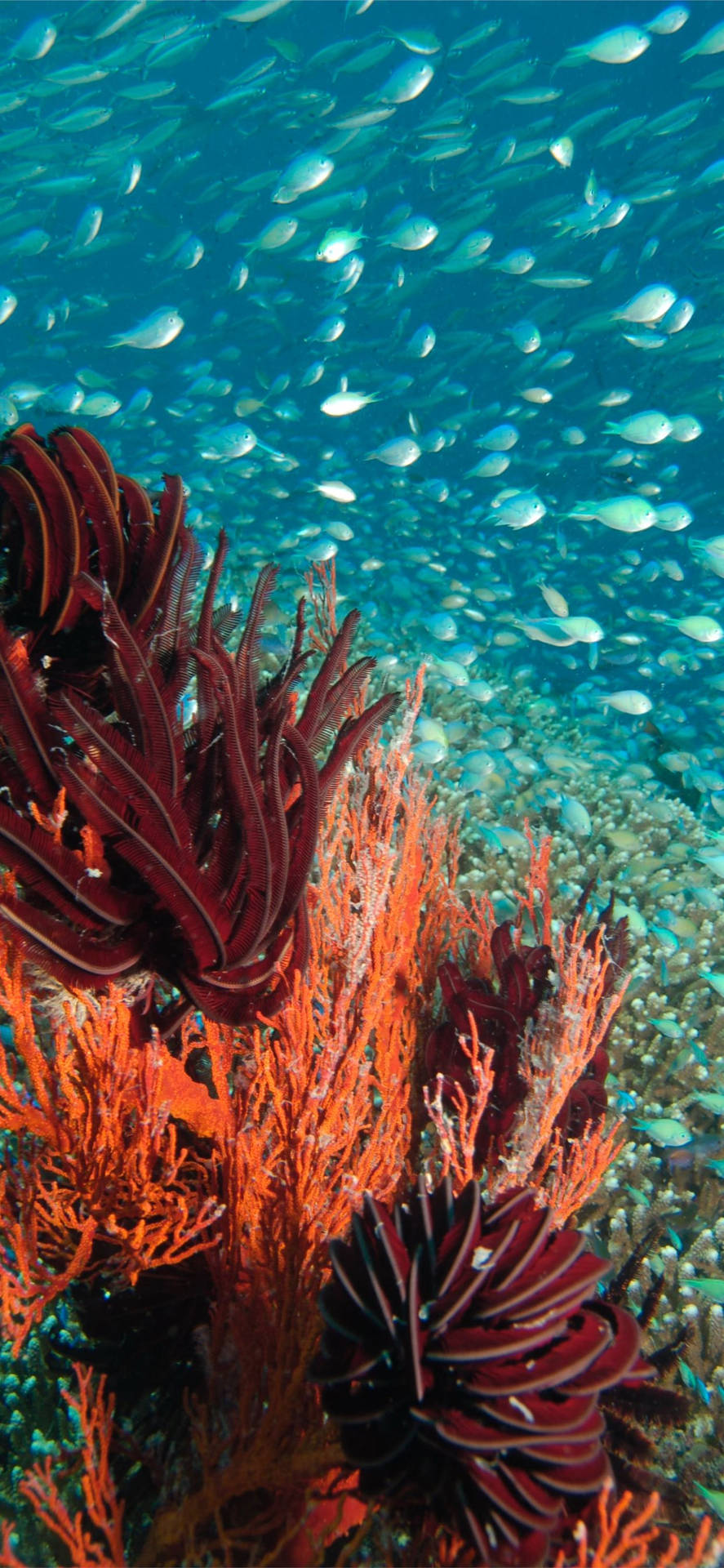 Scene fra et korallrev med anemoner Wallpaper