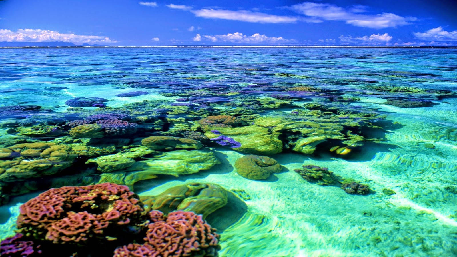 Coral Reef Sea Surface Wallpaper
