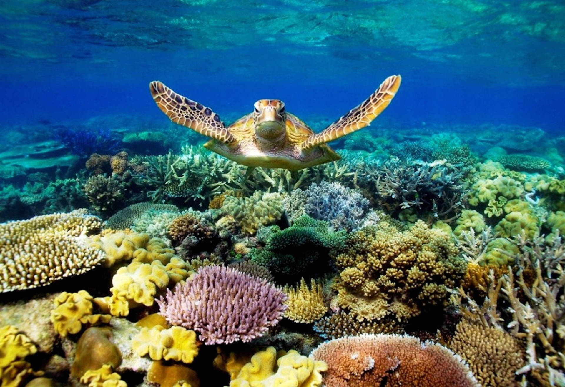 Coral Reef Sea Turtle Wallpaper