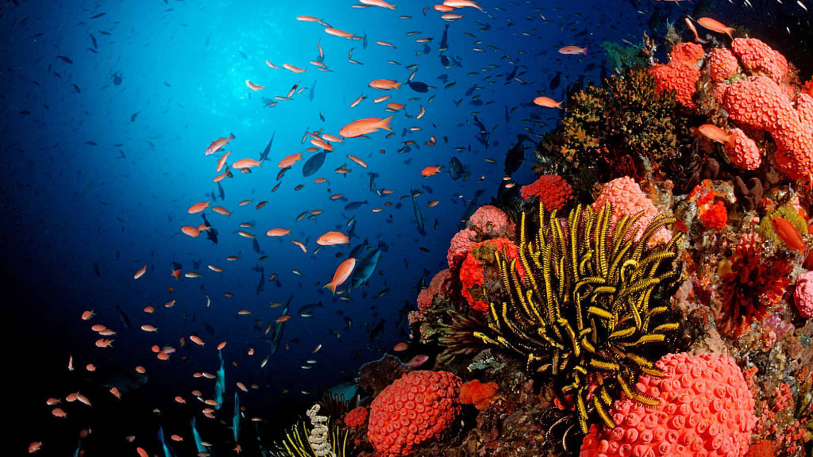 Korallenrifferdbeer-schwammvase Wallpaper