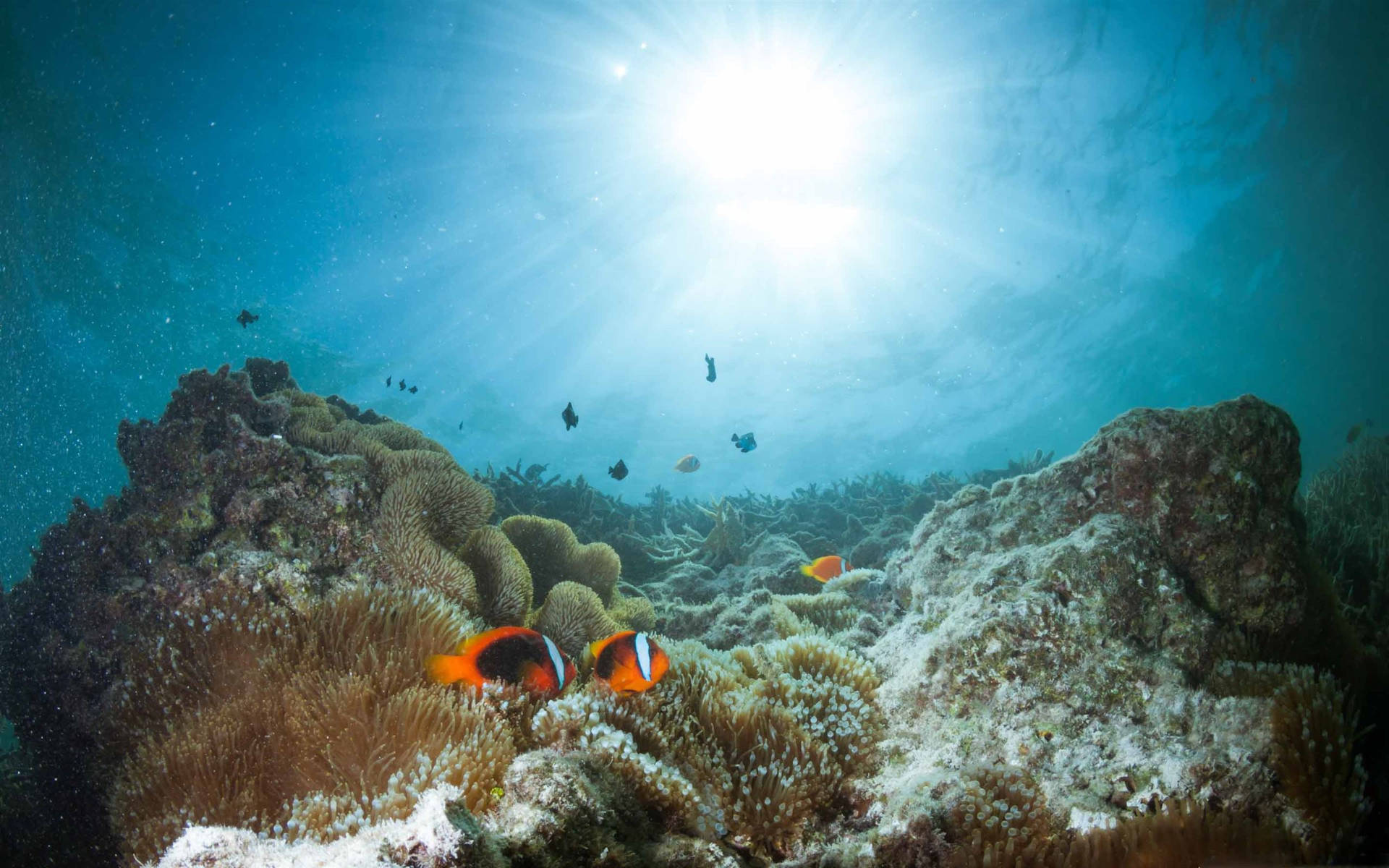 Vibrant Ecosystem - Anemonefish in the Coral Reef Wallpaper