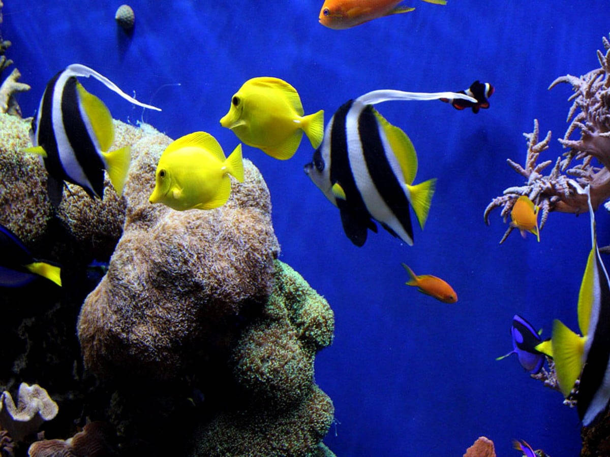 Korallrevstropiskfiskposters. Wallpaper