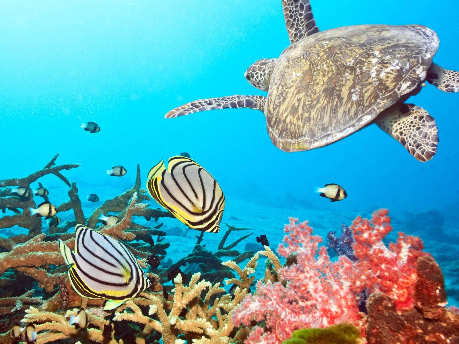 Tortugade Arrecife De Coral, Pez Mariposa Rayado Fondo de pantalla