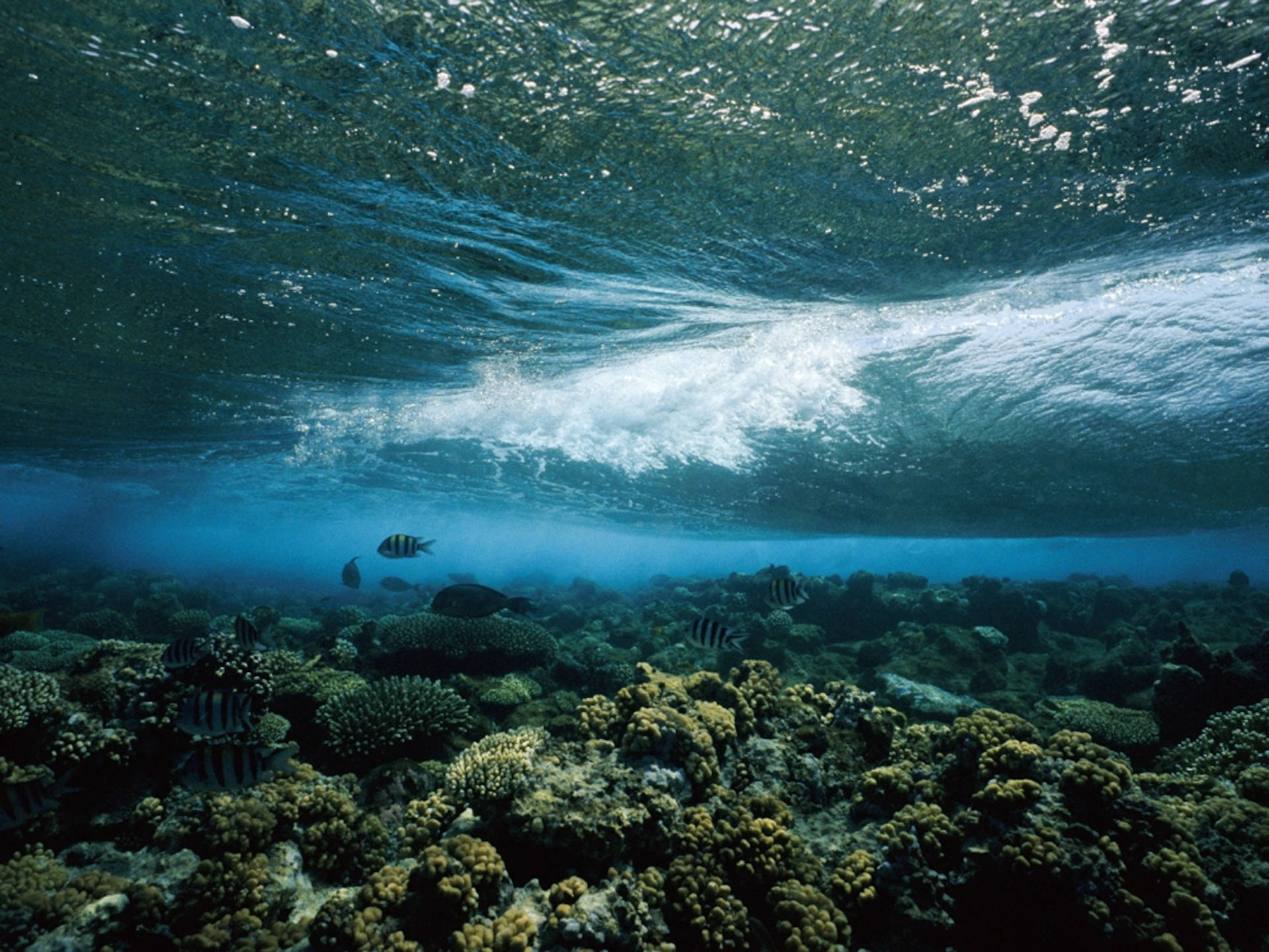 Arrecifede Coral Bajo La Ola Fondo de pantalla