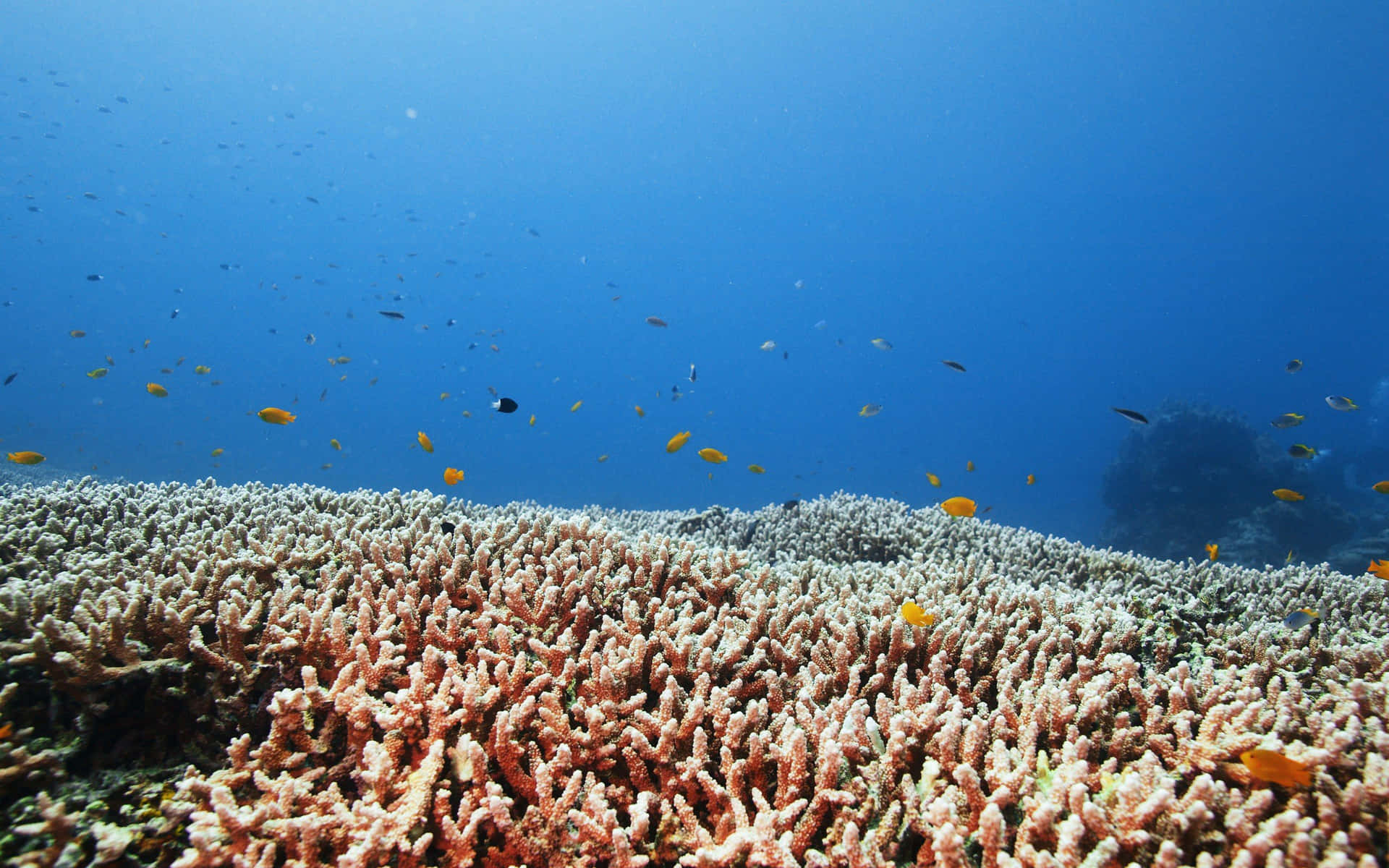 Coral Reef With Fish Swarm.jpg Wallpaper