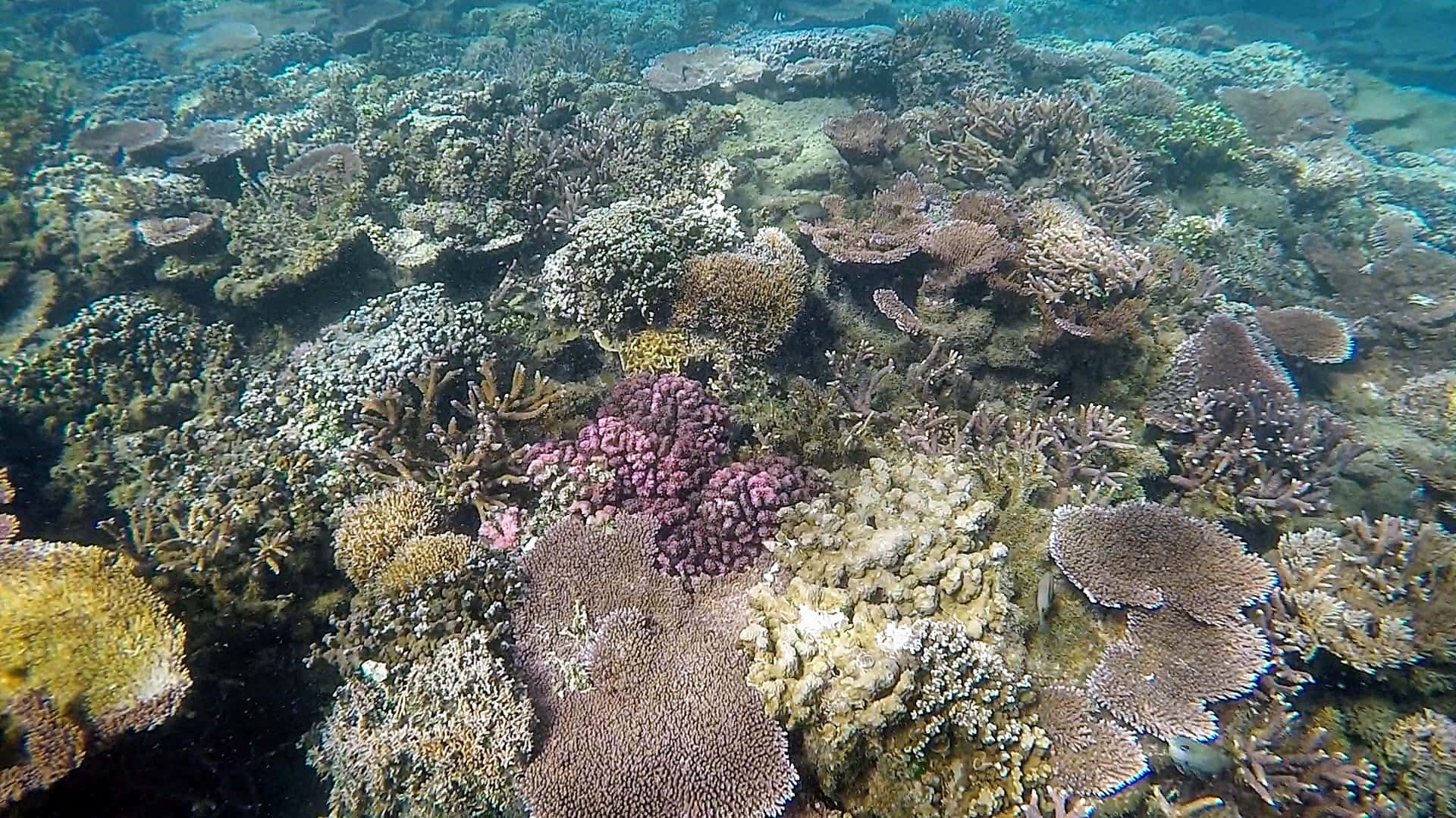 Arrecifesde Coral En Apia. Fondo de pantalla