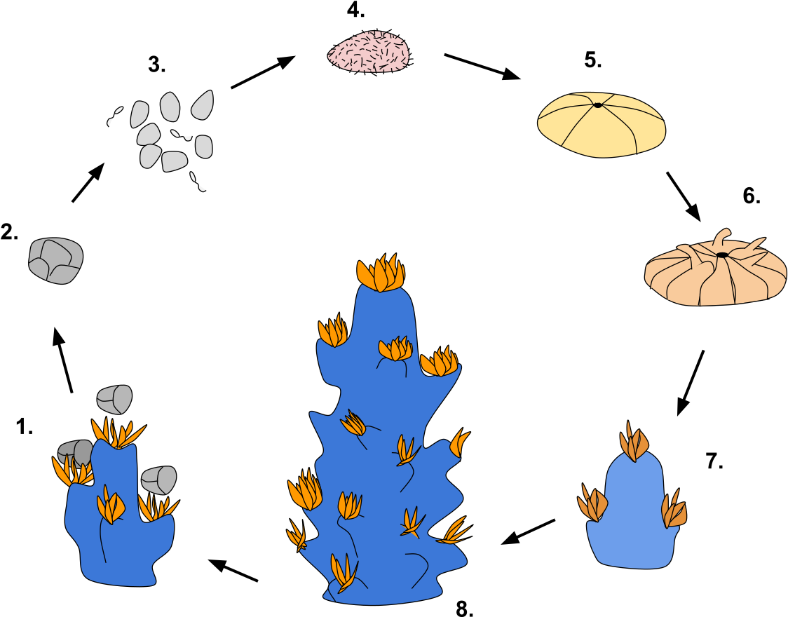 Coral Reproduction Cycle Diagram PNG