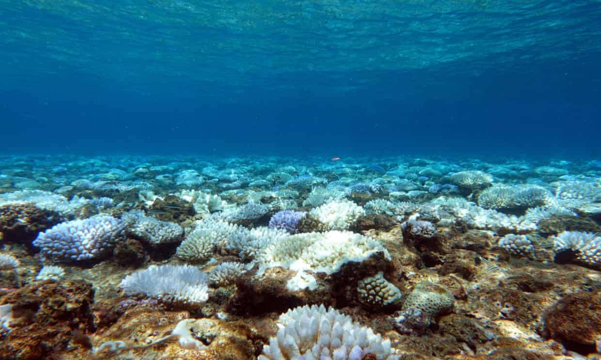 Coral Sea Reef Wallpaper