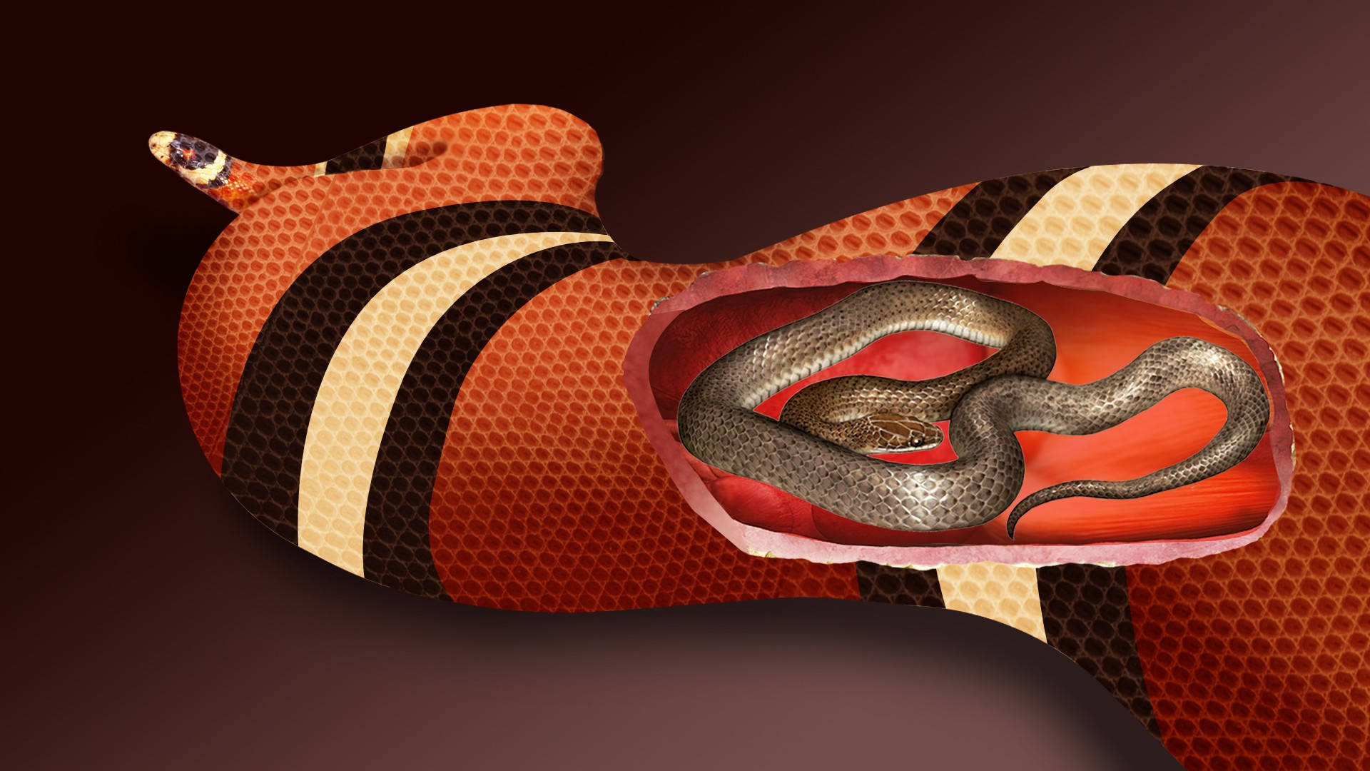 Coral Snake Open Stomach Digital Art Wallpaper