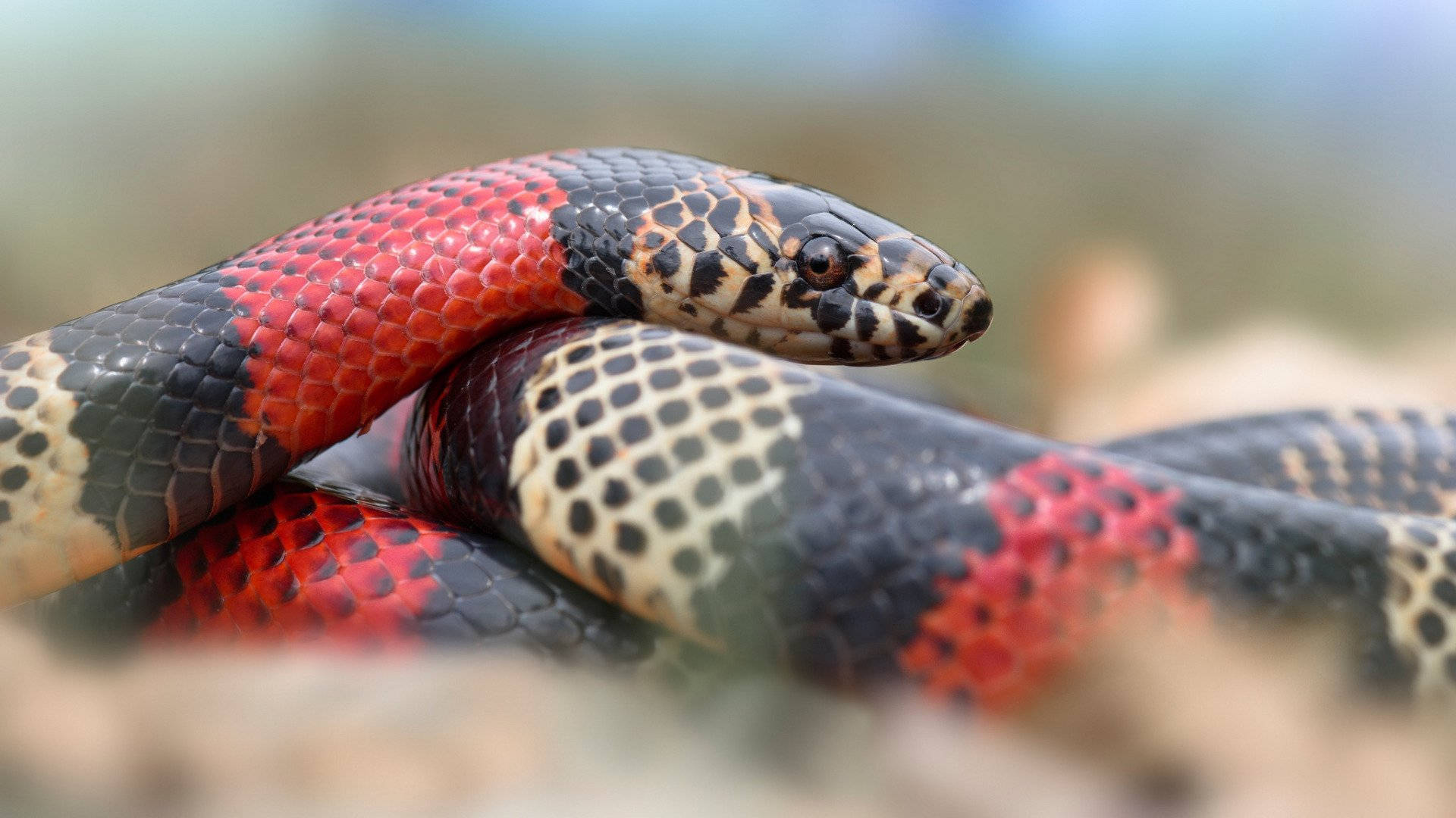 Coral Snake Resting Atop Its Body Wallpaper