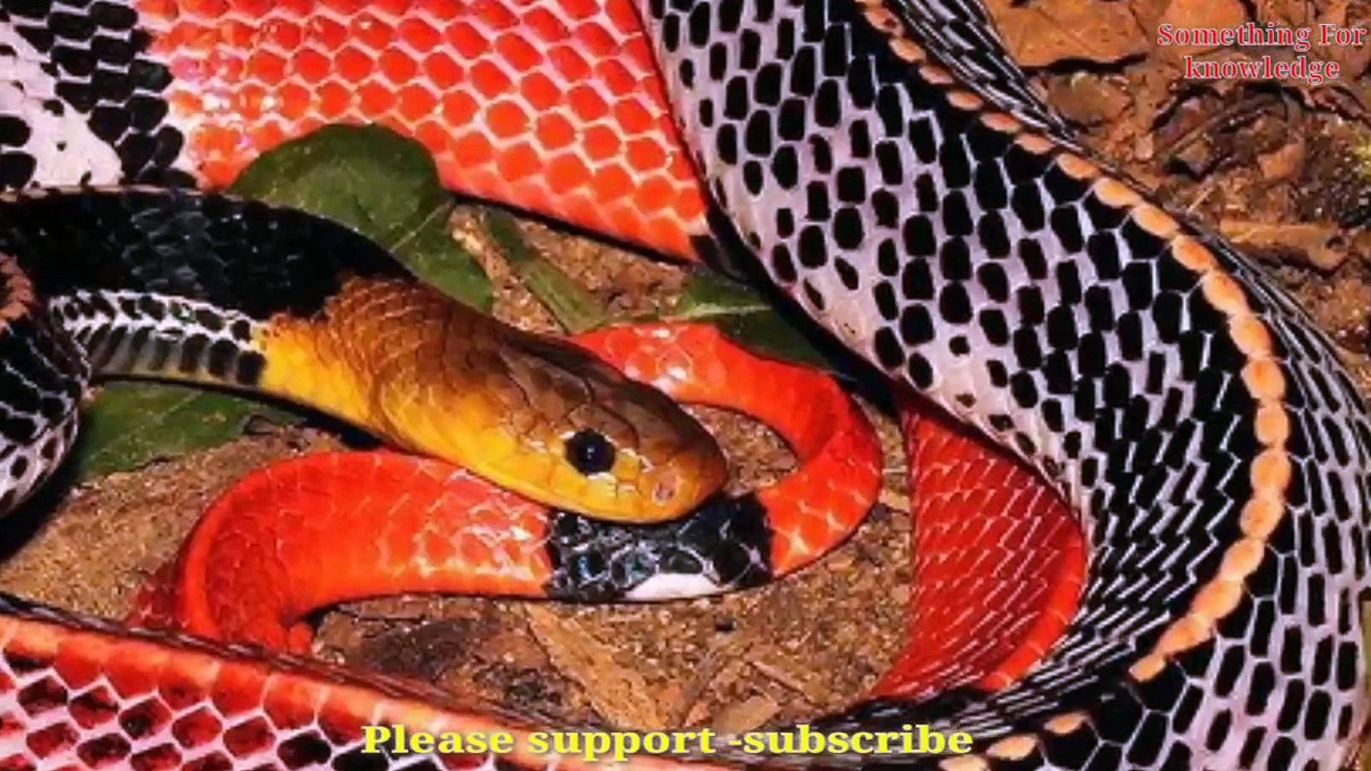 Coral Snake With Yellow Head Wallpaper
