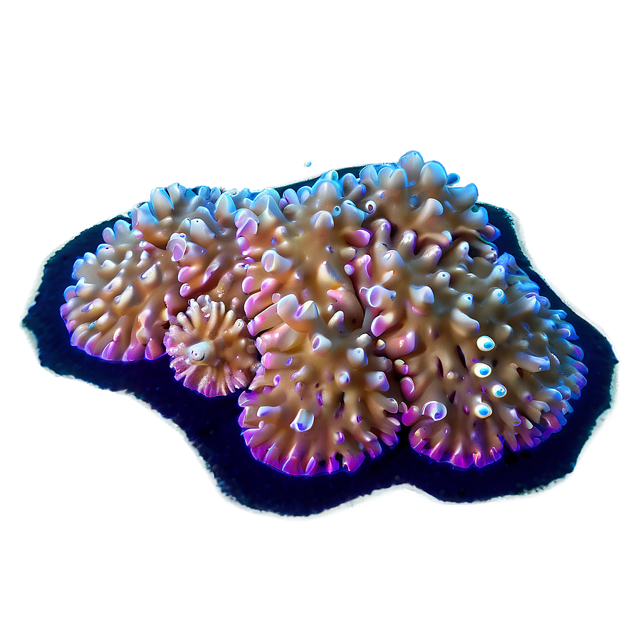 Coral Spawning Event Png 80 PNG