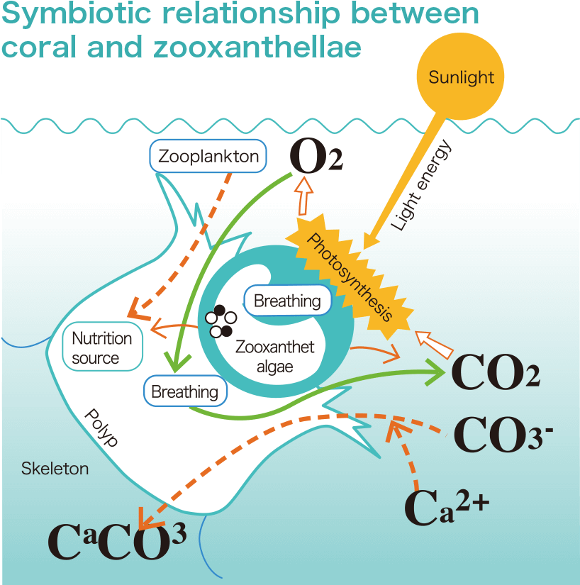 Coral Zooxanthellae Symbiotic Relationship PNG