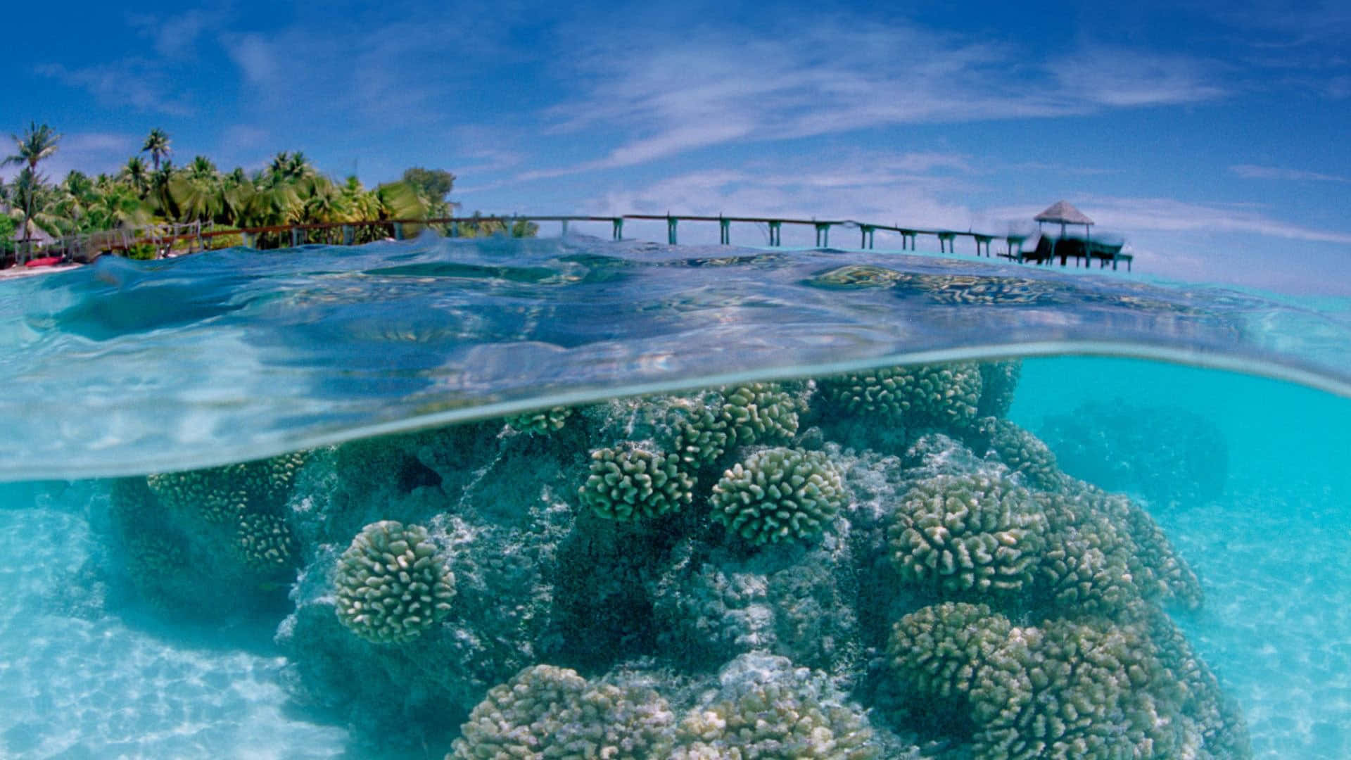 Corals Underneath Shallow Ocean Water Wallpaper