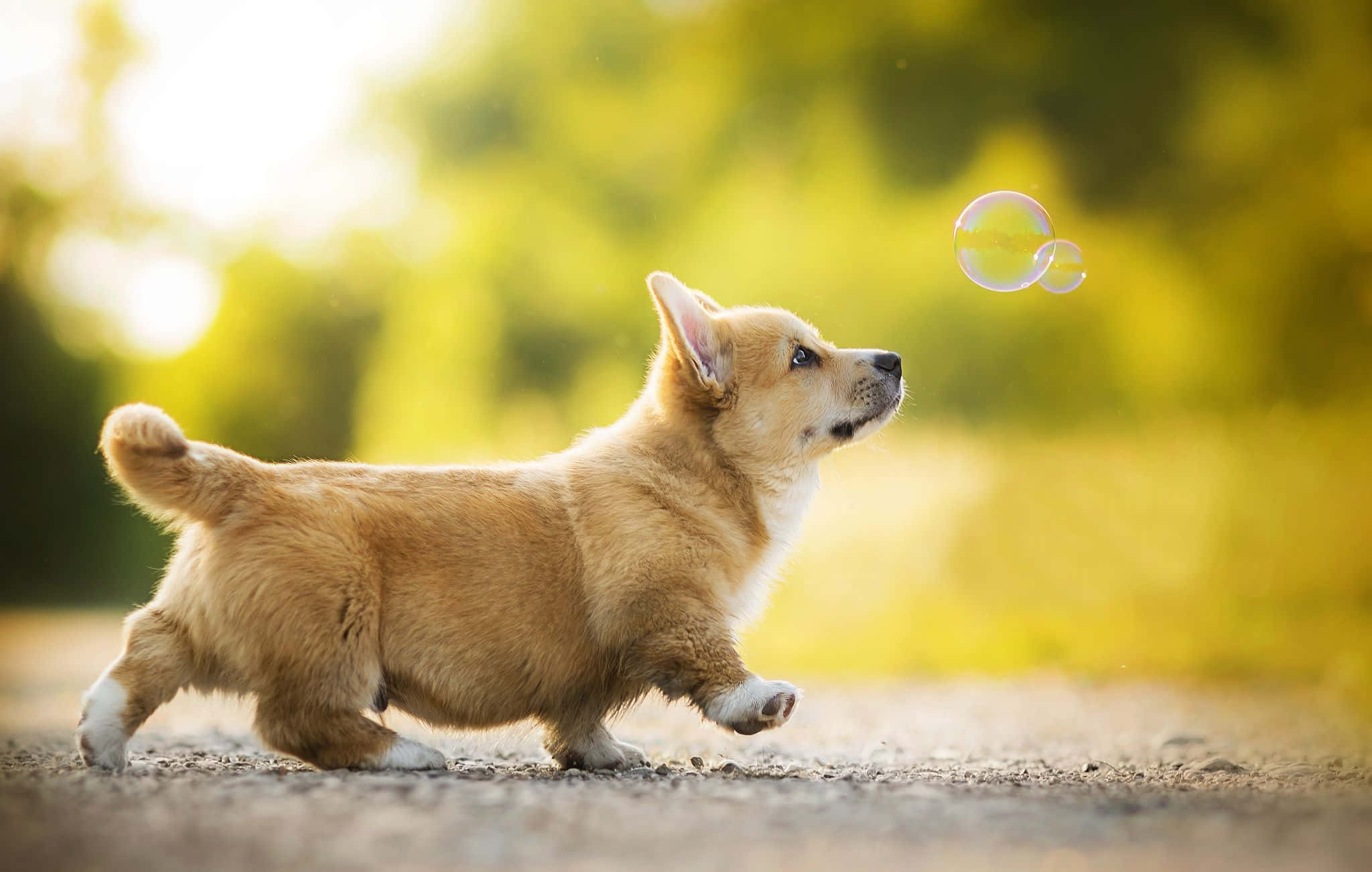 Unpequeño Perro Está Soplando Burbujas En El Aire.