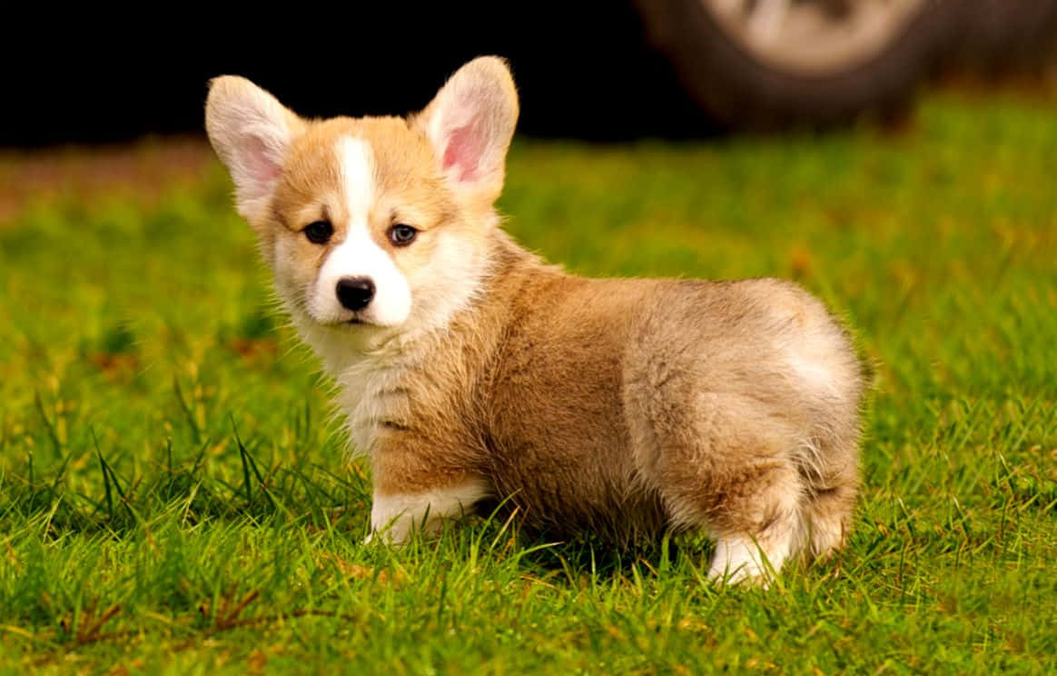 A day in the meadow with a Corgi
