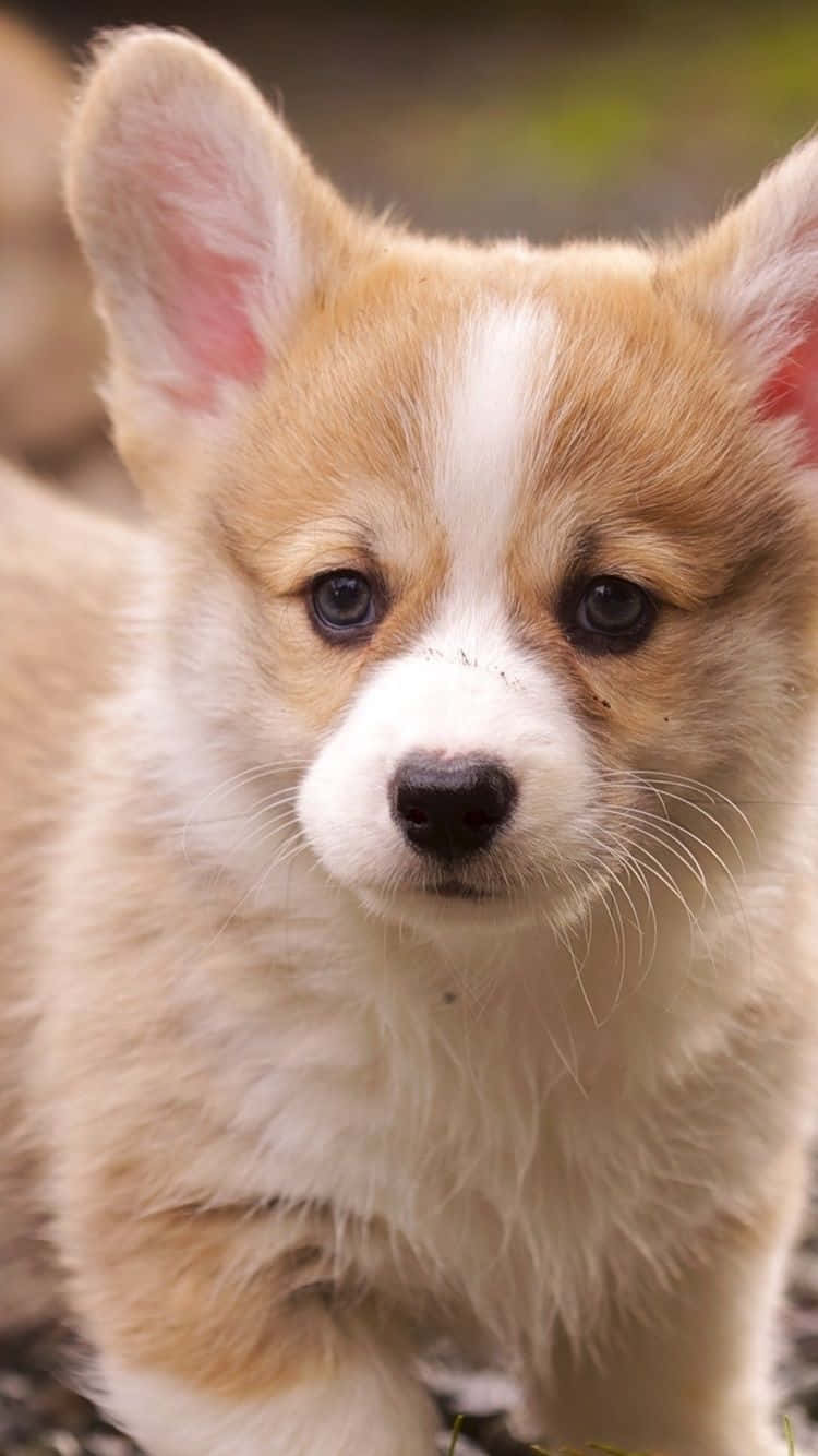 An adorable Corgi having a play in the grass