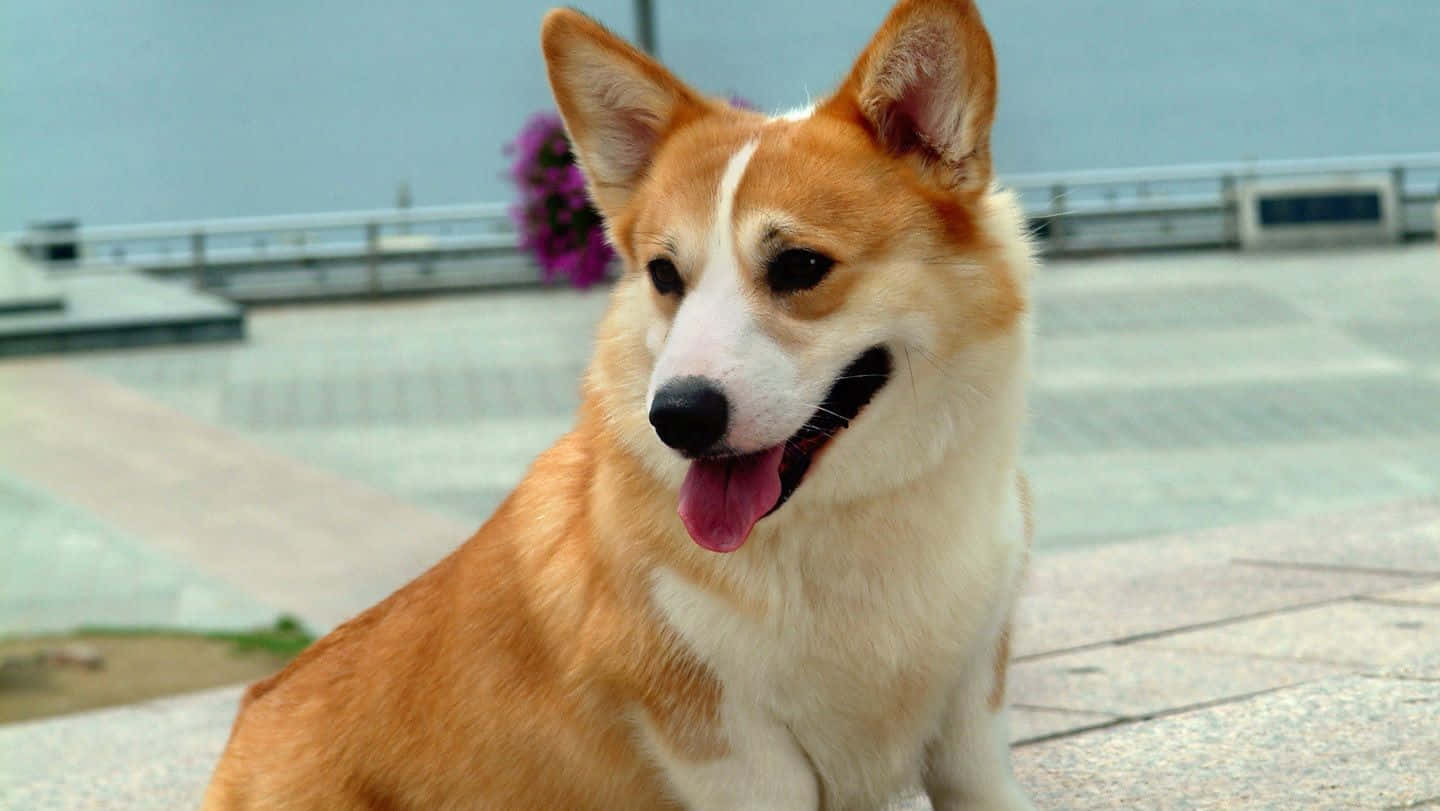 "The Most Adorable Member of the Family - The Corgi"